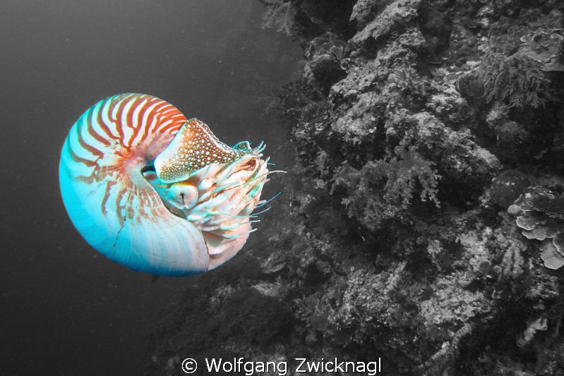 Nautilus photo session on Palau - probably the best place... by Wolfgang Zwicknagl 
