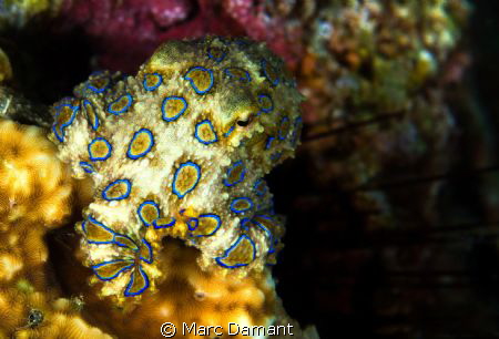 Adorable! This Blue Ring Octopus was just hanging out on ... by Marc Damant 