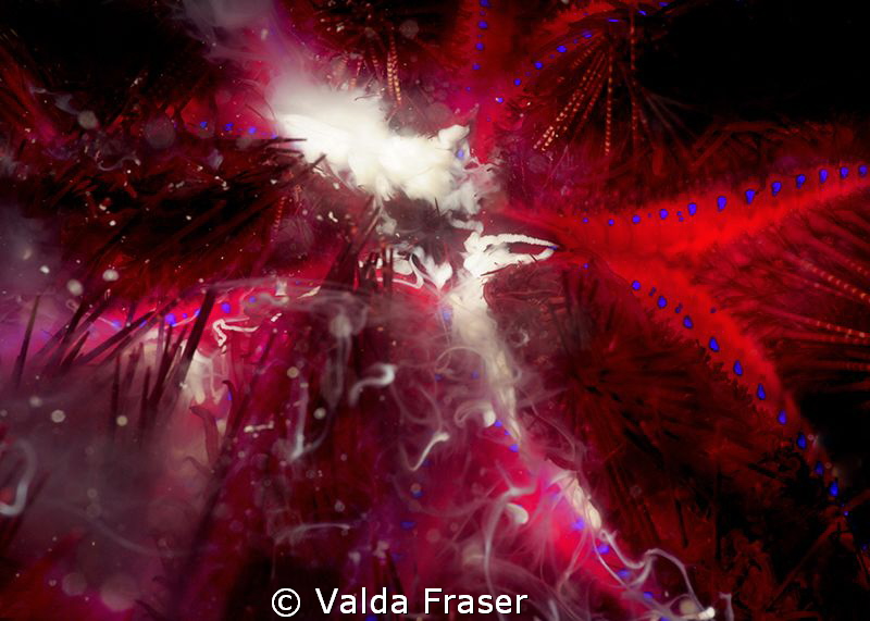 Found a bank covered with urchins.  When the tide turned ... by Valda Fraser 