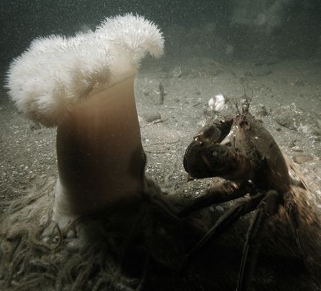 Velvet Swimmer Crab and plumose Anemone. Firth of Forth, ... by Grant Kennedy 