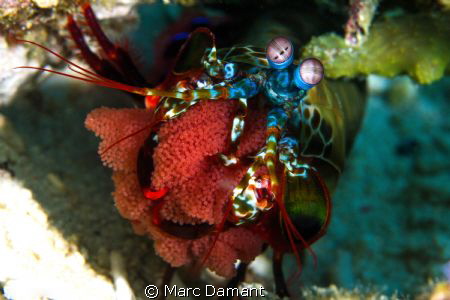 Hold the next generation! A beautiful Mantis shrimp clutc... by Marc Damant 