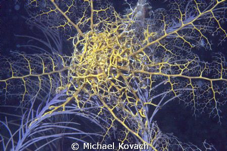 Basket Star on the First Reefline on the way to the Big C... by Michael Kovach 