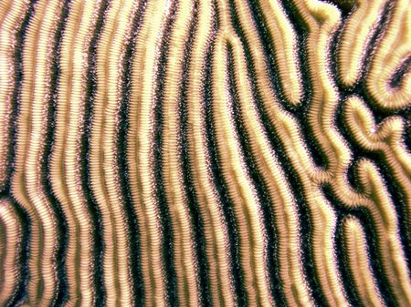 Detail of brain coral, taken on the Belize Barrier Reef. by Martin Spragg 