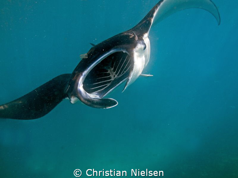 Fantastic snorkeling with feeding manta's on Nusa Penida ... by Christian Nielsen 
