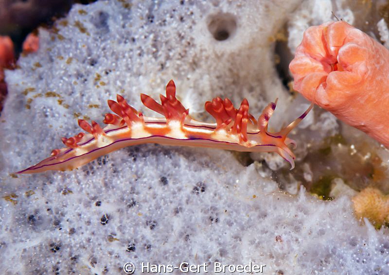 flabellina rubrolineata
 Bunaken,Sulawesi,Indonesia, Bun... by Hans-Gert Broeder 