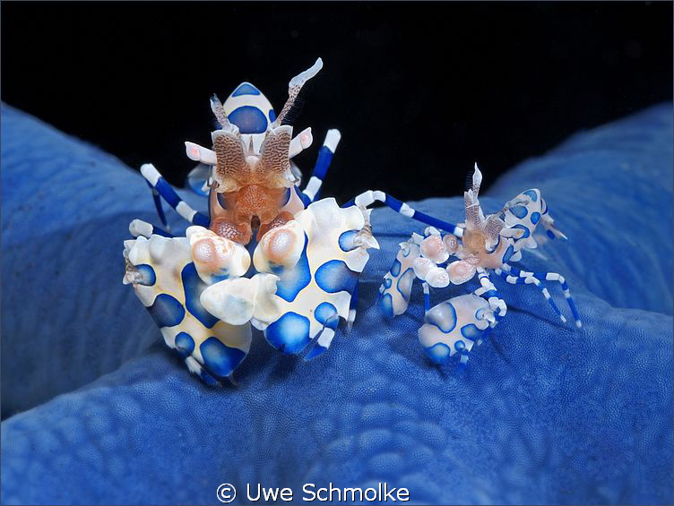Harlequin shrimp on blue sea star.

Have fun watching. by Uwe Schmolke 