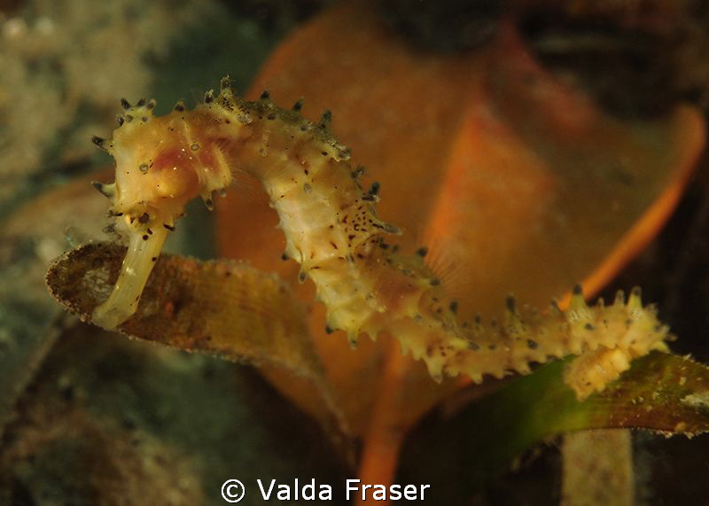 A spiny seahorse. by Valda Fraser 