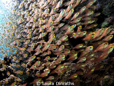 Glassfish school next to a reef pinnacle by Laura Dinraths 