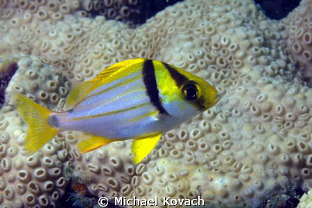 Juvenile Porkfish on the Big Coral Knoll off the beach in... by Michael Kovach 