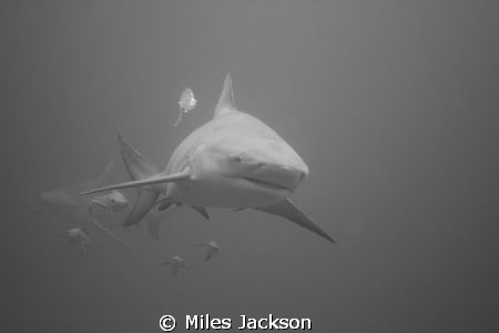 I'm not scared of Bullies! Carcharhinus leucas

Awesome... by Miles Jackson 