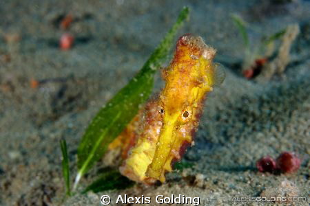 Yellow Sea Horse by Alexis Golding 
