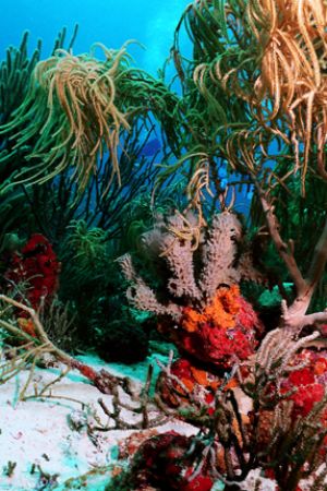 Hard and soft Corals, Aruba. Nikonos V, 20mm lens, Ikelit... by Matthew Shanley 