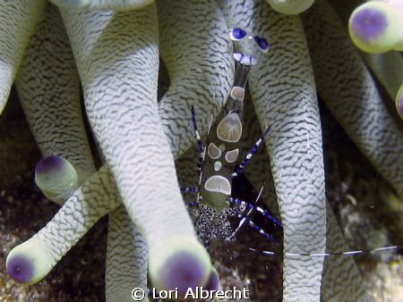 Cleaner shrimp with a tribal face by Lori Albrecht 