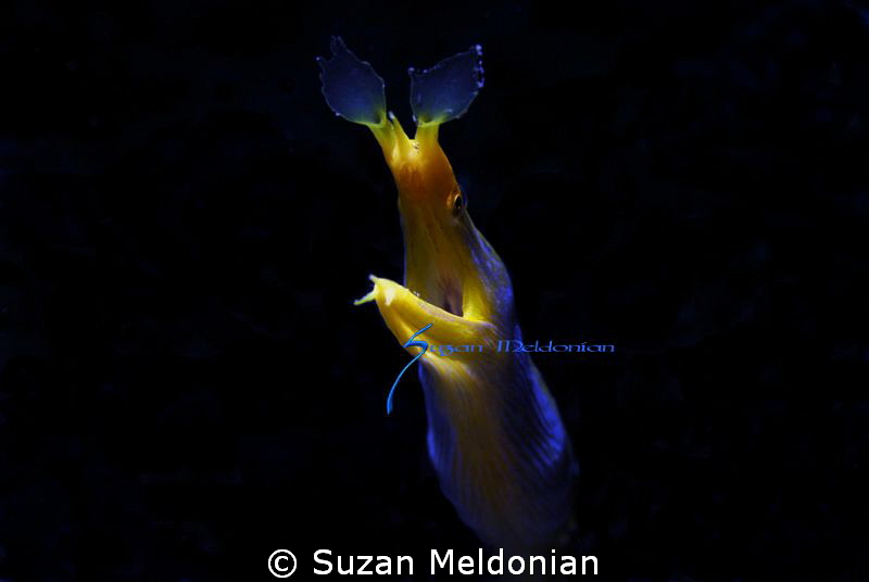 Really Blue shot with snoot and creative side lighting. by Suzan Meldonian 