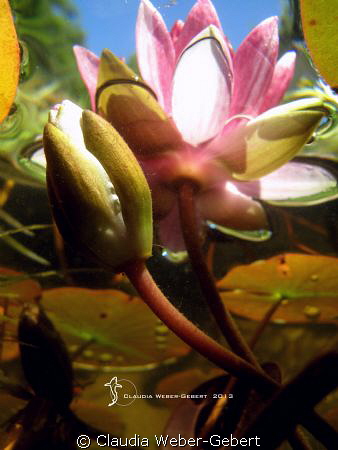 waterlily

under the surface  - freshwater series by Claudia Weber-Gebert 