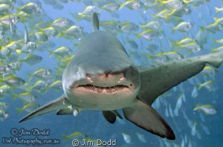 A Grey Nurse Shark at Broughton Island, NSW, Australia. T... by Jim Dodd 