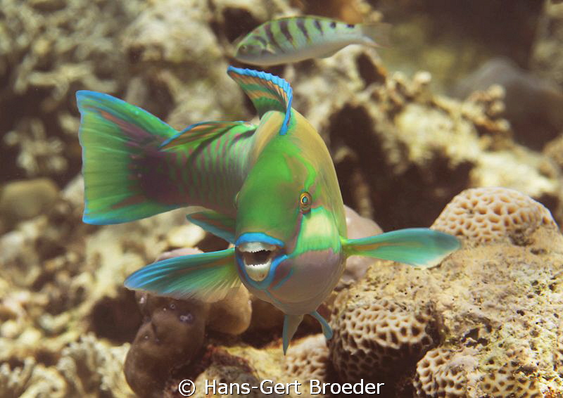 Parrotfish
Bunaken,Sulawesi,Indonesia, Bunaken Islands
 by Hans-Gert Broeder 