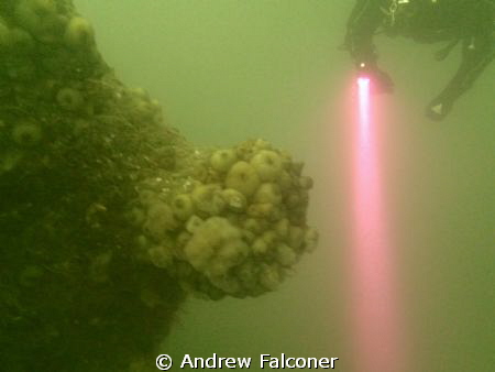 Another shot from recent dive trip to Scapa Flow on Germa... by Andrew Falconer 