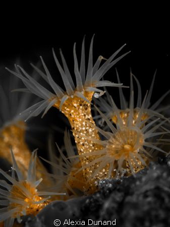 Underwater gold...Picture of anemones with tinting orange... by Alexia Dunand 