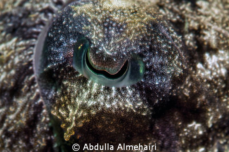Calamari Eye by Abdulla Almehairi 