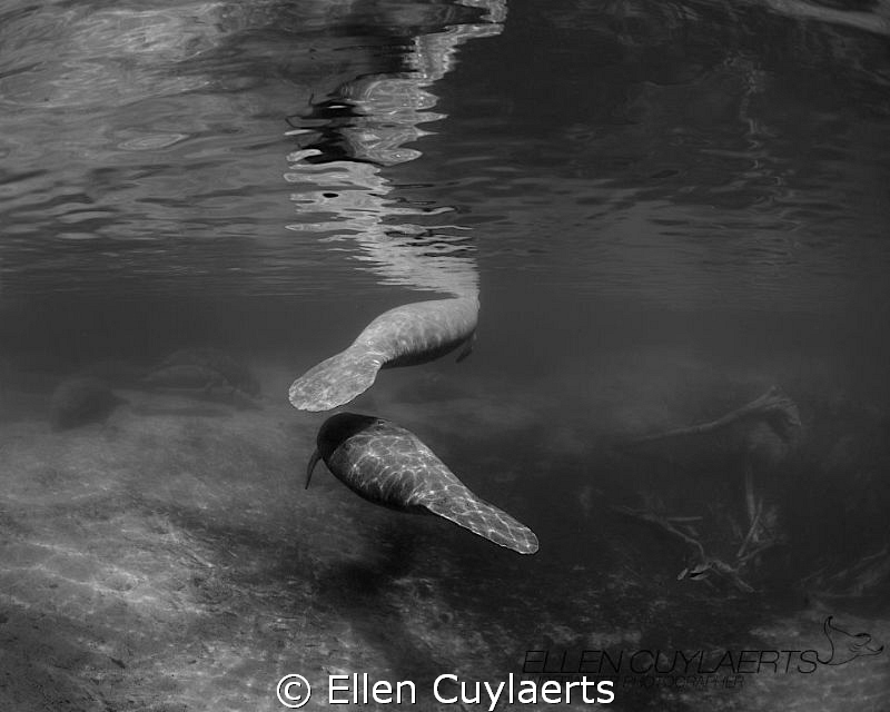 Zig zag

Manatees at Three Sisters Springs by Ellen Cuylaerts 