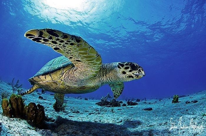 A chance meeting with this Hawksbill Turtle at the Sugar ... by Steven Anderson 