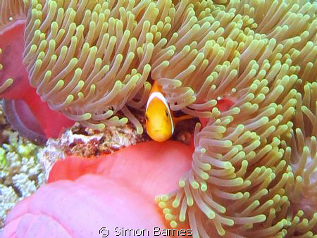 Tomato Clown in host anemone in the South Ari Atol of the... by Simon Barnes 