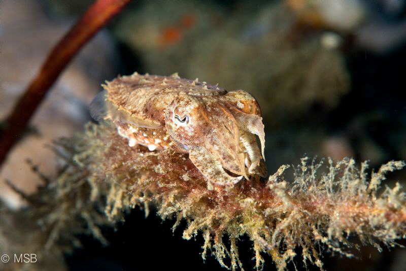 Wire coral cuttlefish! by Mehmet Salih Bilal 