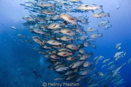 Snapper fish , ras Mohamed , egypt . by Helmy Hashim 