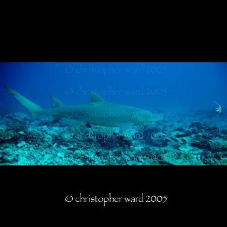 Bora Bora, French Polynesia. Lemon shark chase. Fuji, 18m... by Christopher Ward 