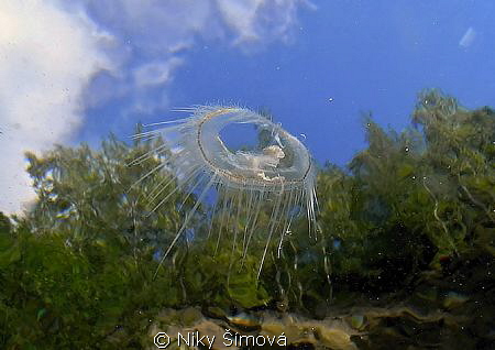 Freshwater jellyfish by Niky Šímová 
