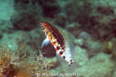 Lantern Bass on the Big Coral Knoll off the beach in Fort... by Michael Kovach 