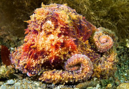 This little Ruby Octopus stayed out on recent dive with u... by Marc Damant 