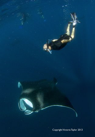 Free diver with Manta Ray, Isla Mujeres Mexico by Victoria Taylor 