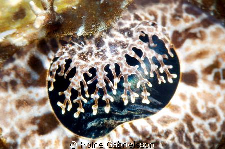 When you get really close to a crocodile fish's eye a who... by Roine Gabrielsson 