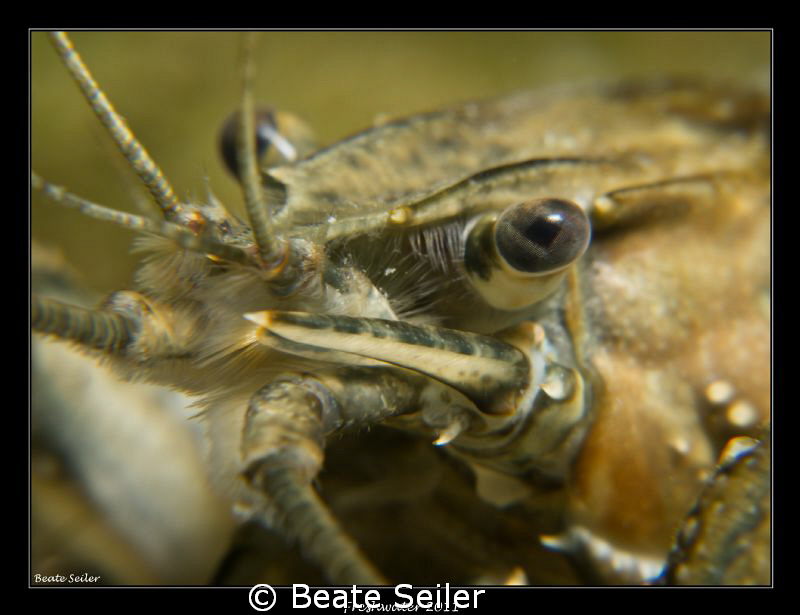 Cray fish, taken with Canon G12 und 2 X UCL165 by Beate Seiler 