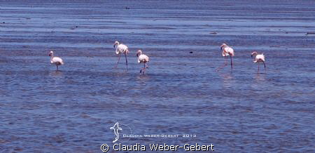 Camargue - pink flamingoes by Claudia Weber-Gebert 