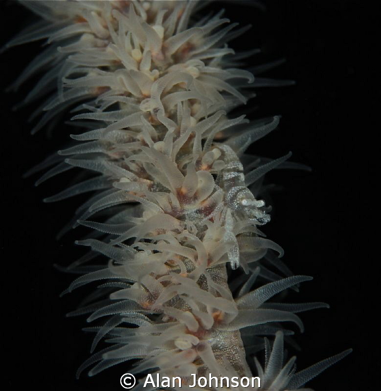 whip coral shrimp by Alan Johnson 