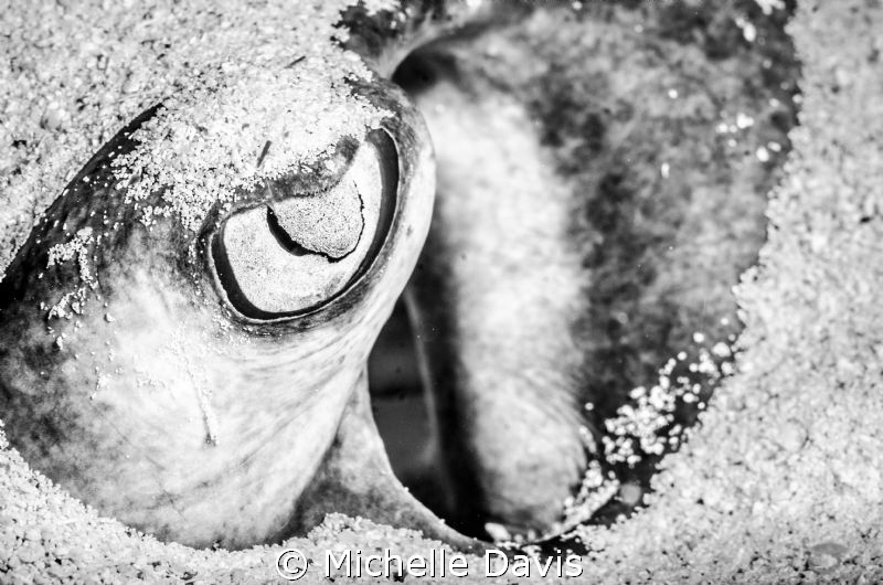 Stingray eye and spiracle by Michelle Davis 