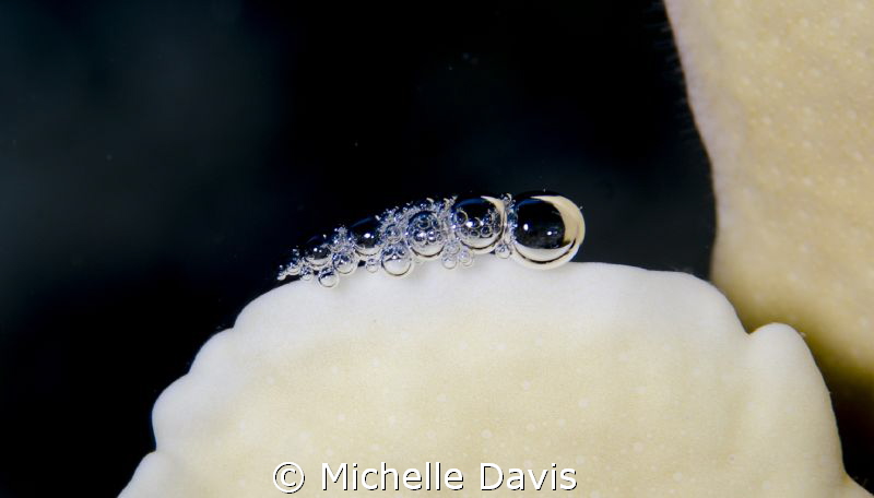 Saw this row of small bubbles on top of some blade fire c... by Michelle Davis 