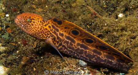 A Juevenille Wolf Eel just coming out of its den saw that... by Marc Damant 