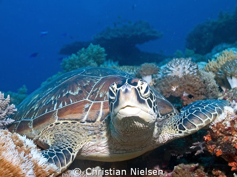 Friendly green turtle in the underwater wonderland of Komodo by Christian Nielsen 