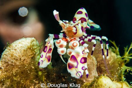 eye to eye shrimp. Harlequin with divers eye in backgroun... by Douglas Klug 
