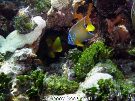Waterscape photo of juvenile queen angelfish.  Taken in t... by Genny Donaldson 
