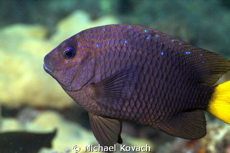 Yellowtail Damselfish on the Big Coral Knoll, off the bea... by Michael Kovach 