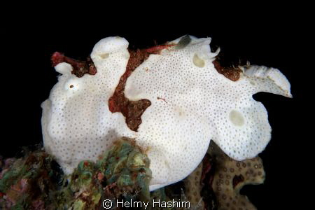 Frog fish by Helmy Hashim 