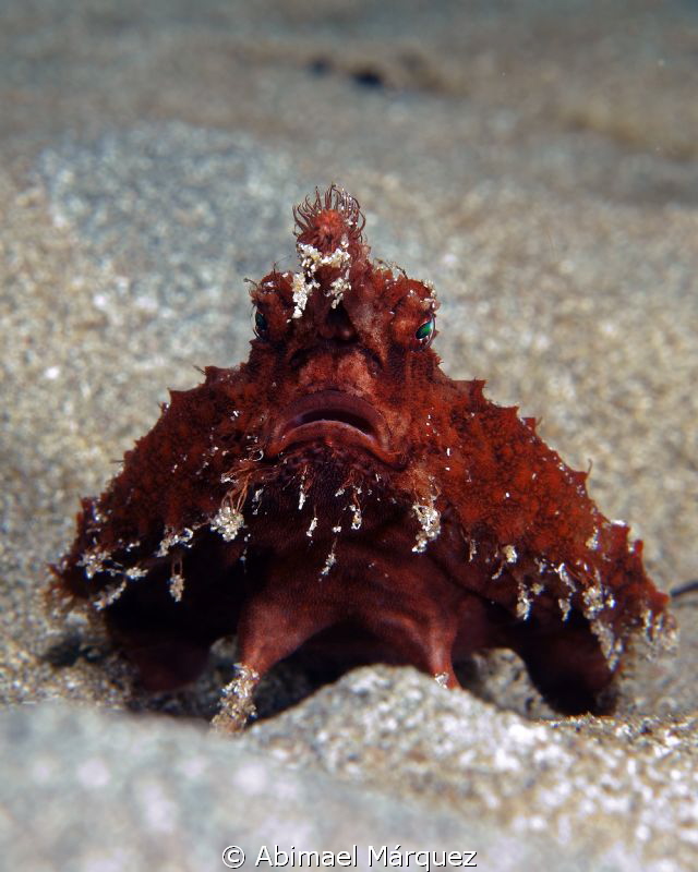 Batfish, Inon UCL-100M67 Close Up Lens +10 Diopter. by Abimael Márquez 