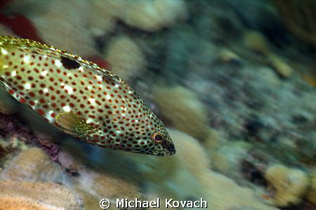 Rock Hind swimming along the Big Coral Knoll, off the bea... by Michael Kovach 