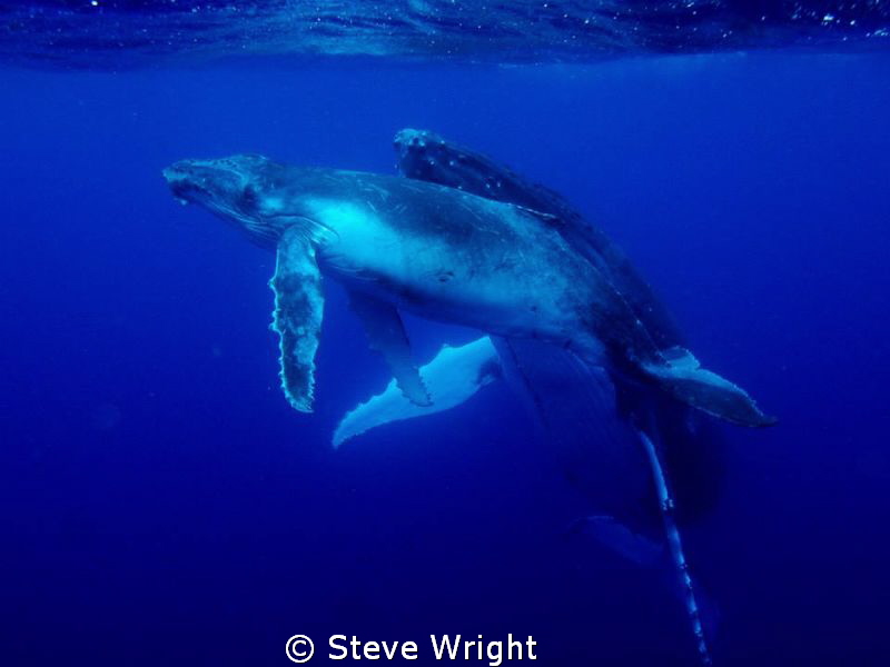 mother and calf humpback whale coming up for air taken wi... by Steve Wright 