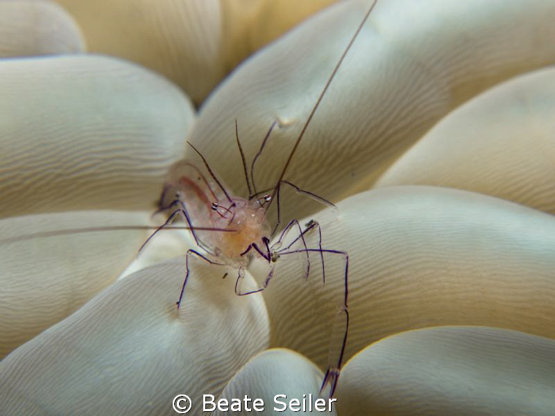 coral shrimp by Beate Seiler 